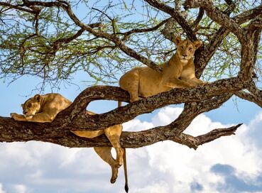 ANTALYA DAN İSTANBUL AKTARMALI TANZANYA & ZANZİBAR