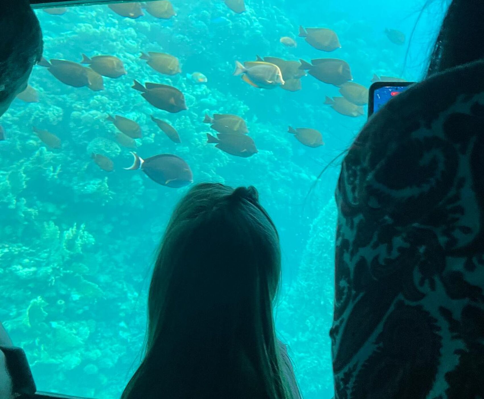 İSTANBUL ÇIKIŞLI HERŞEY DAHİL KAHİRE &  PİRAMİTLER & SHARM EL SHEİKH KIZILDENİZDEKİ CENNET AKVARYUM!!!!!!