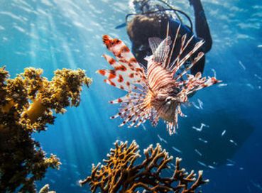 ANTALYADAN DİREKT UÇAKLI HERŞEY DAHİL KAHİRE & SHARM EL SHEİKH KIZILDENİZDEKİ CENNET AKVARYUM!!!!!!