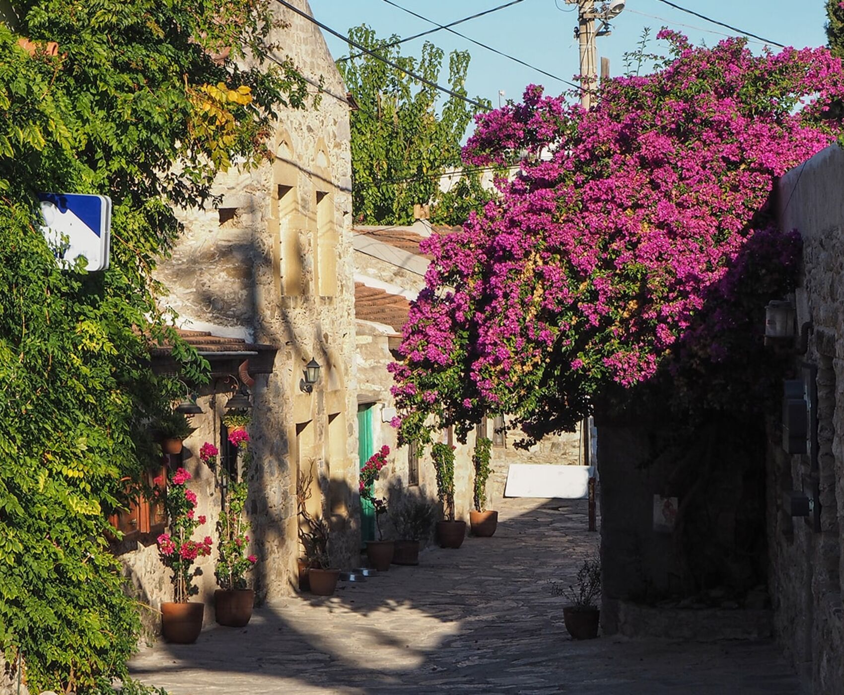 DATÇA  BADEM ÇİÇEĞİ FESTİVALİ