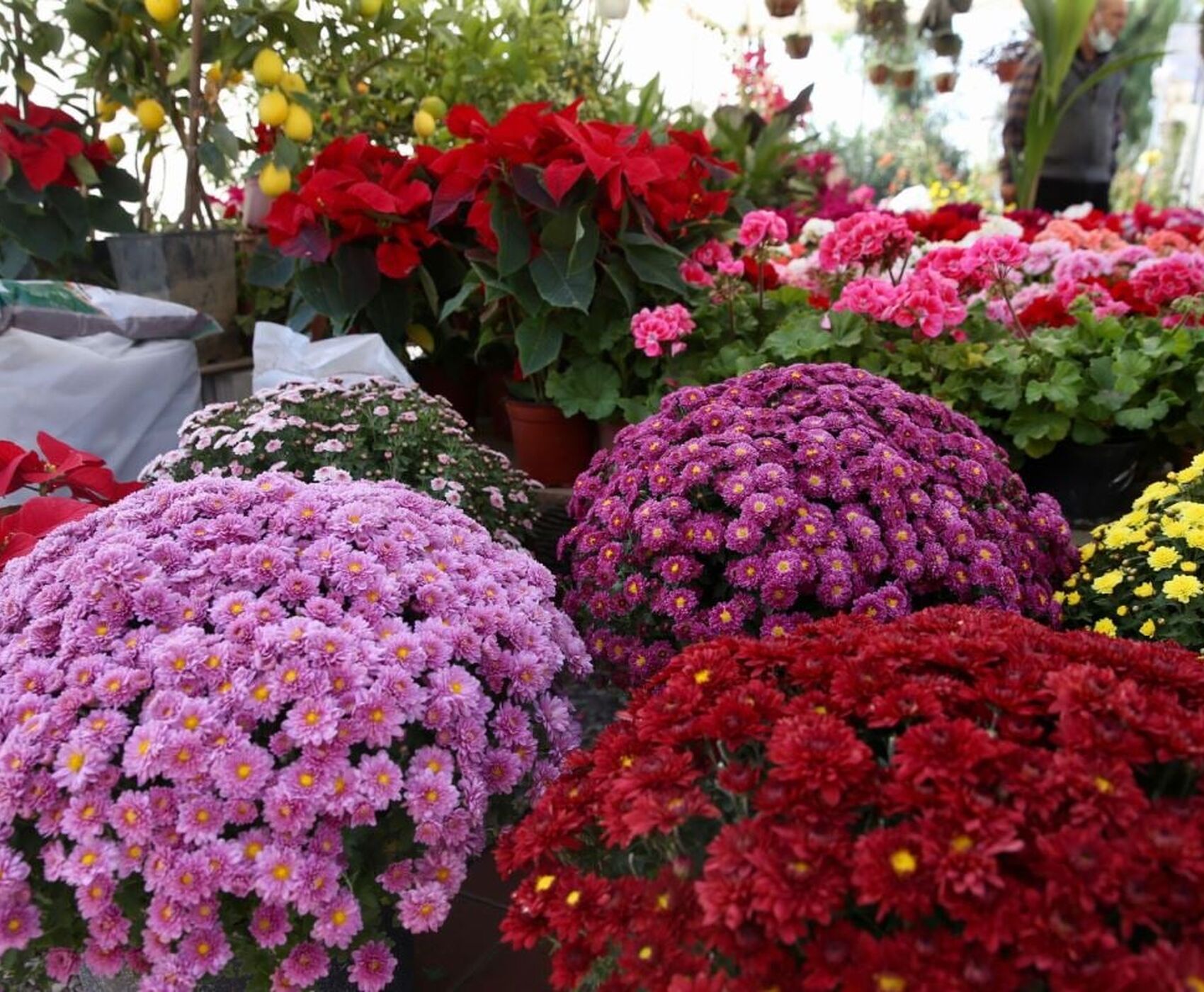 BAYINDIR ÇİÇEK FESTİVALİ