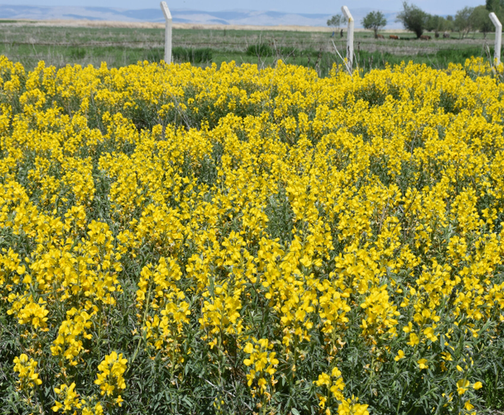 FLAMİNGOLAR &  PELİKANLAR & LEYLEKLER & ENDEMİK BİTKİLER & ( BEYŞEHİR GÖLÜ & EBER GÖLÜ & EĞİRDİR GÖLÜ)