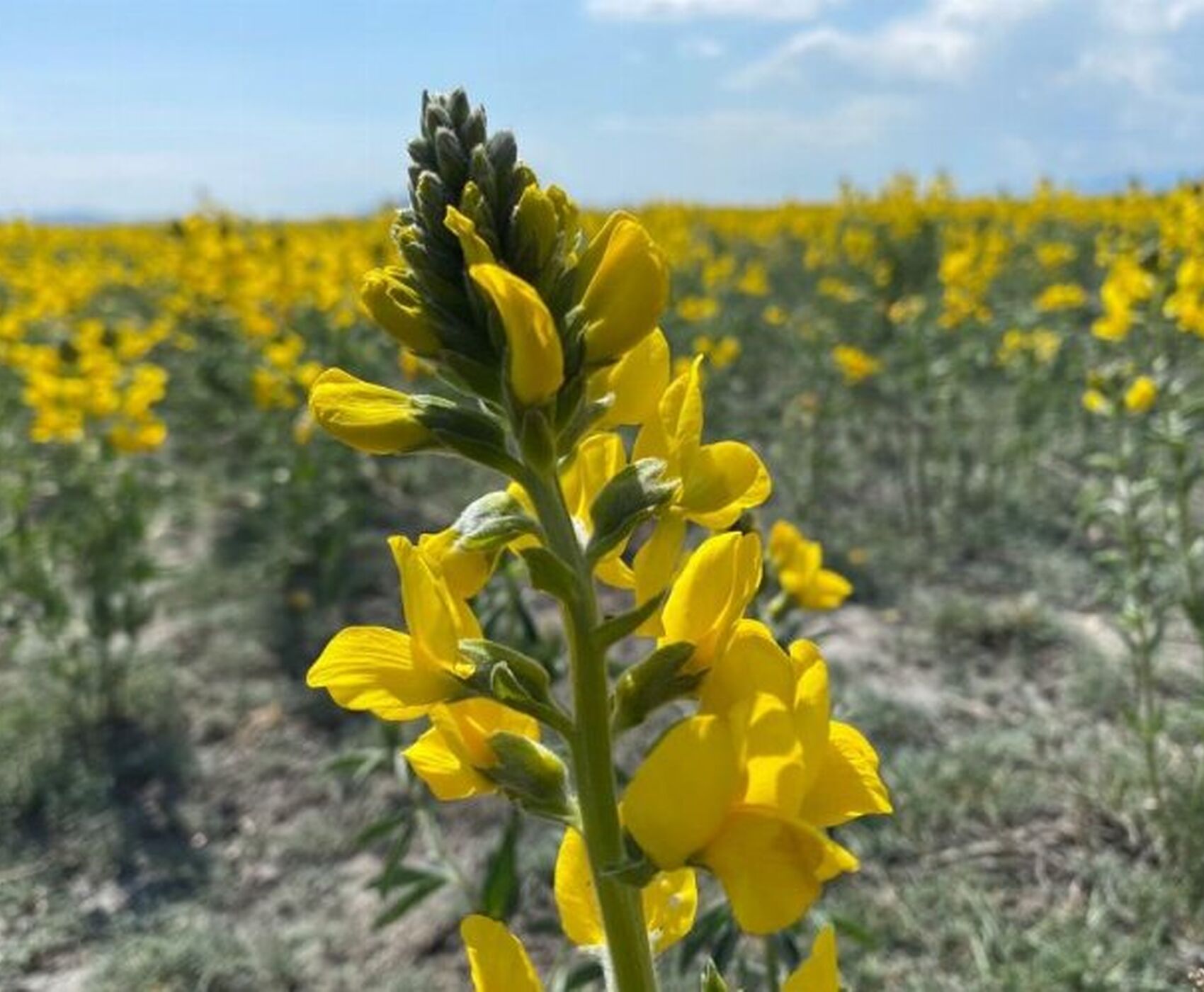 FLAMİNGOLAR &  PELİKANLAR & LEYLEKLER & ENDEMİK BİTKİLER & ( BEYŞEHİR GÖLÜ & EBER GÖLÜ & EĞİRDİR GÖLÜ)