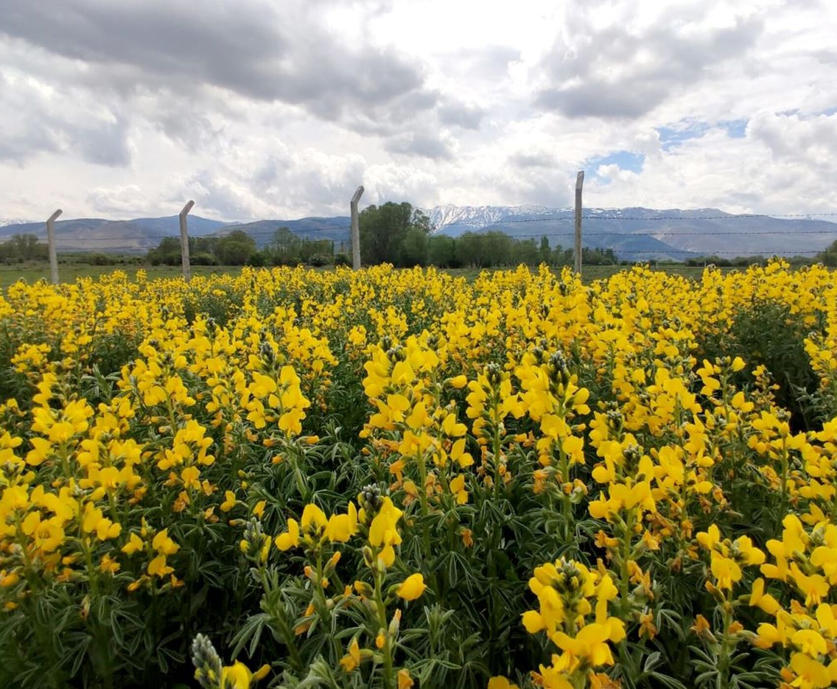 FLAMİNGOLAR &  PELİKANLAR & LEYLEKLER & ENDEMİK BİTKİLER & ( BEYŞEHİR GÖLÜ & EBER GÖLÜ & EĞİRDİR GÖLÜ)