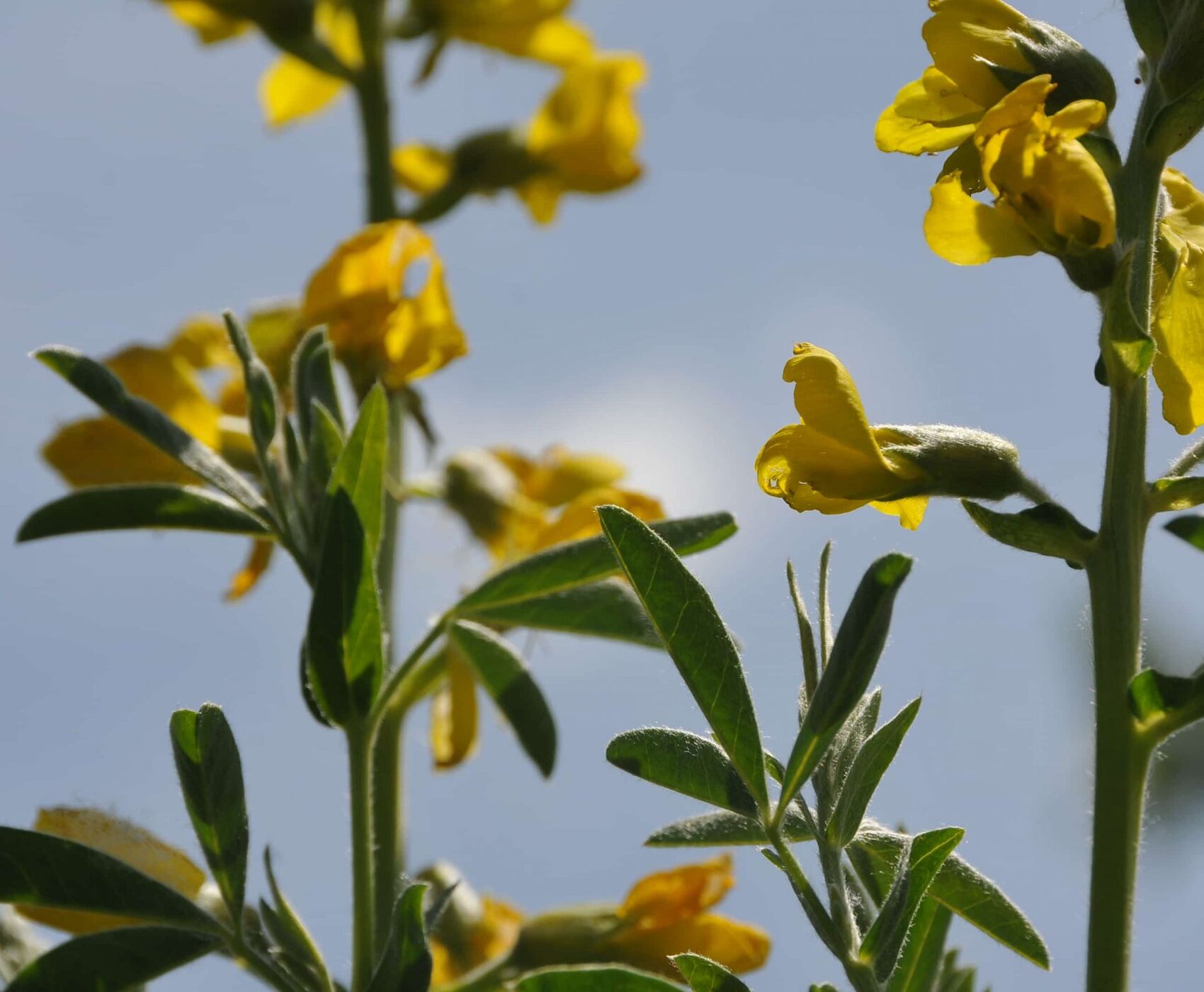 FLAMİNGOLAR &  PELİKANLAR & LEYLEKLER & ENDEMİK BİTKİLER & ( BEYŞEHİR GÖLÜ & EBER GÖLÜ & EĞİRDİR GÖLÜ)