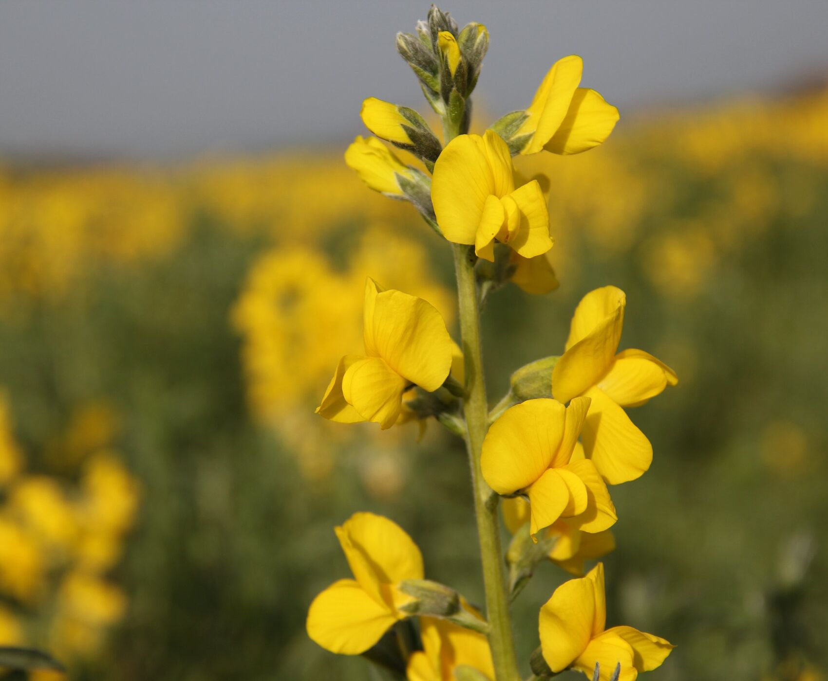 FLAMİNGOLAR &  PELİKANLAR & LEYLEKLER & ENDEMİK BİTKİLER & ( BEYŞEHİR GÖLÜ & EBER GÖLÜ & EĞİRDİR GÖLÜ)