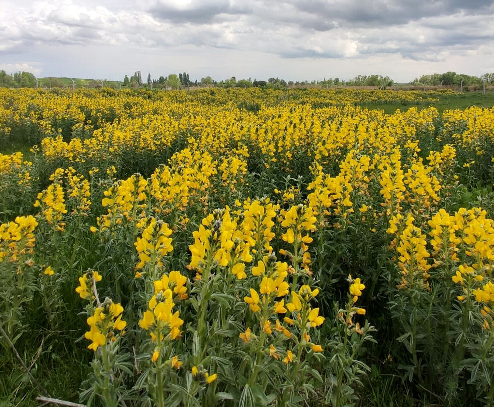 FLAMİNGOLAR &  PELİKANLAR & LEYLEKLER & ENDEMİK BİTKİLER & ( BEYŞEHİR GÖLÜ & EBER GÖLÜ & EĞİRDİR GÖLÜ)
