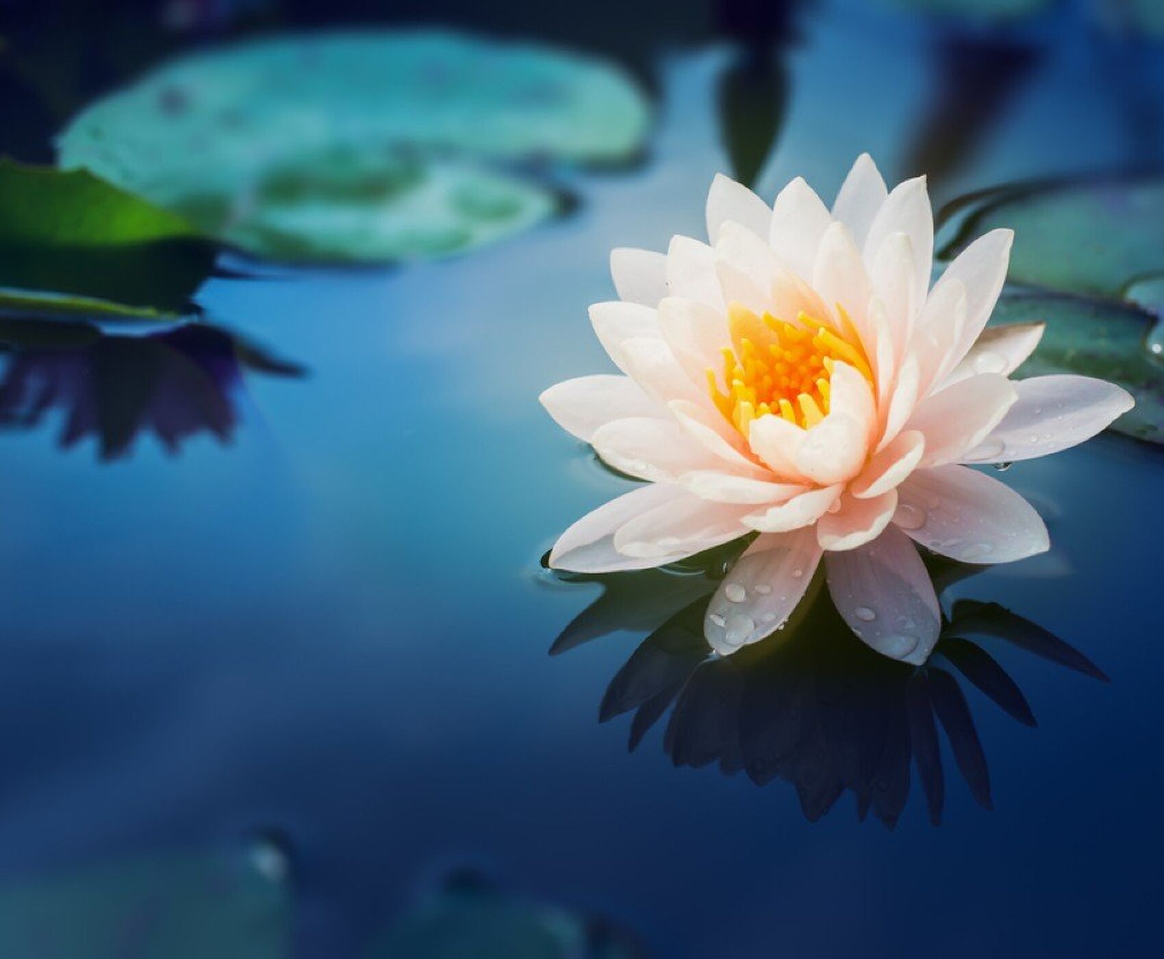 FLAMİNGOLAR &  PELİKANLAR & LEYLEKLER & ENDEMİK BİTKİLER & ( BEYŞEHİR GÖLÜ & EBER GÖLÜ & EĞİRDİR GÖLÜ)