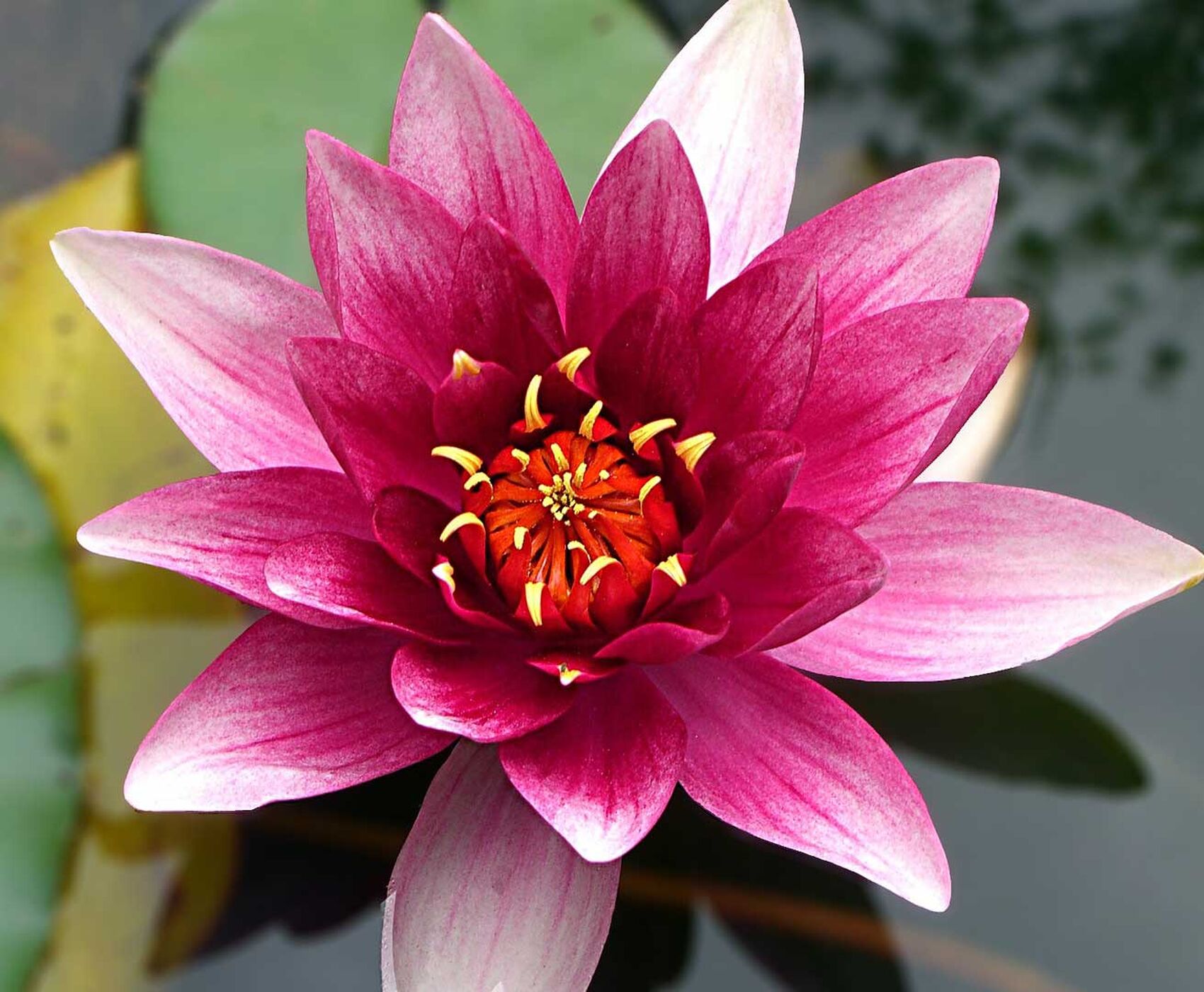 FLAMİNGOLAR &  PELİKANLAR & LEYLEKLER & ENDEMİK BİTKİLER & ( BEYŞEHİR GÖLÜ & EBER GÖLÜ & EĞİRDİR GÖLÜ)