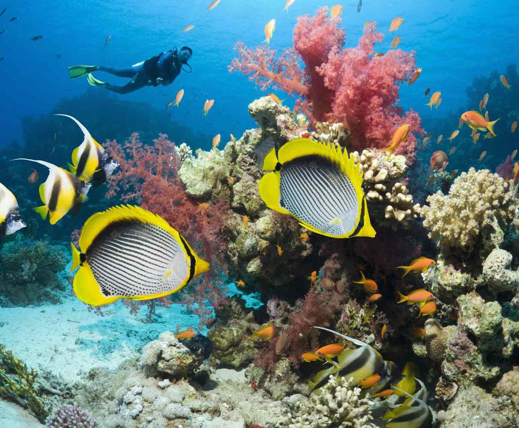 İSTANBUL ÇIKIŞLI HERŞEY DAHİL KAHİRE &PİRAMİTLER ( MISIR ) & PETRA ANTİK KENTİ  (ÜRDÜN)