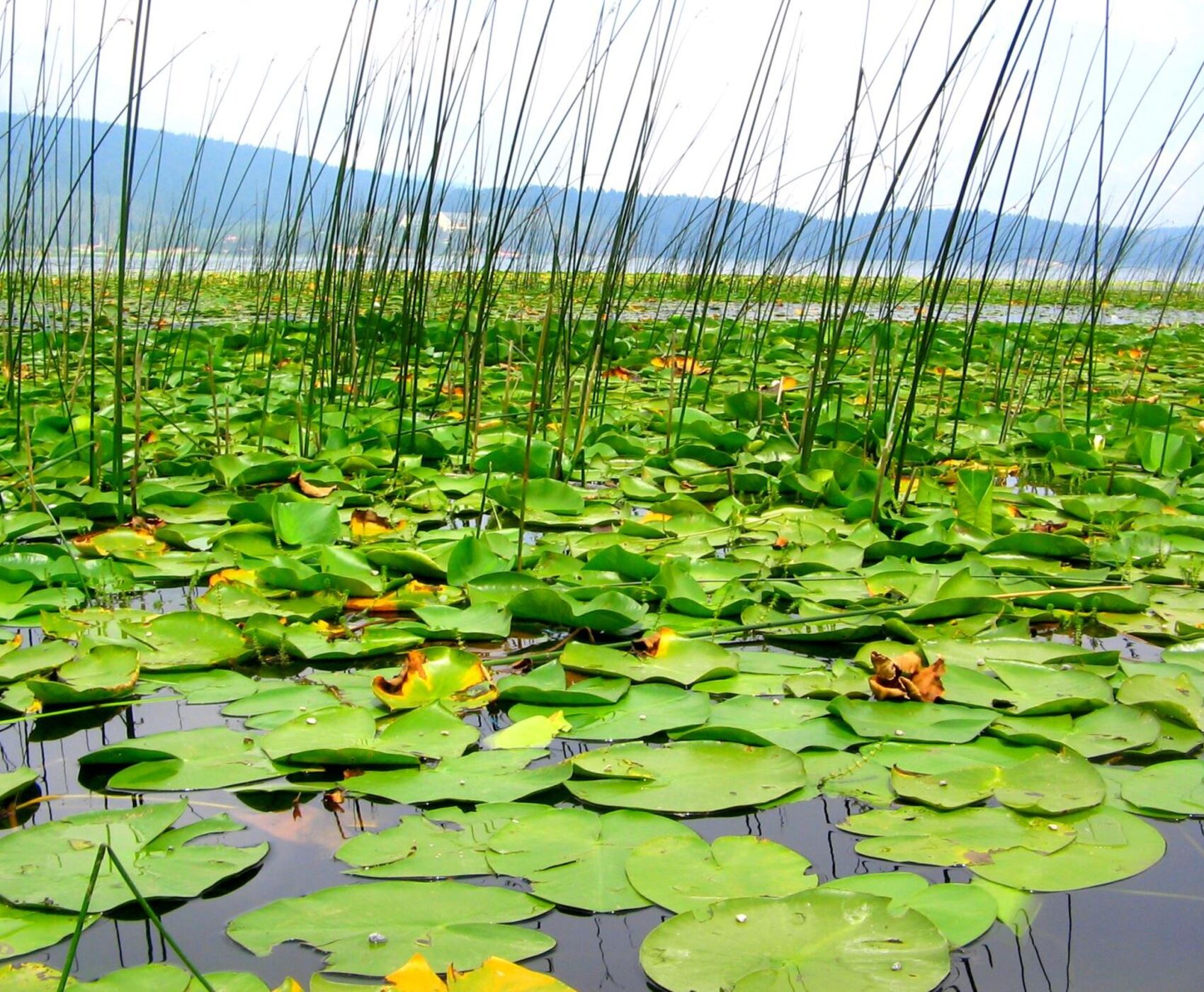 UÇAKLI BAŞTAN BAŞA BATI KARADENİZ TURU