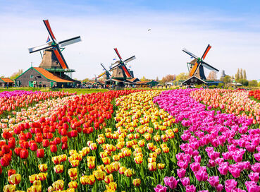 Comfort Amsterdam Turu Pegasus Hava Yolları ile 3 Gece AMS – AMS